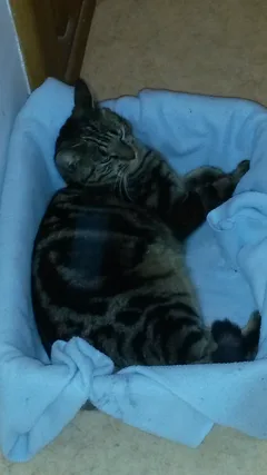 Chat perdu Européen