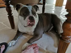 Chien perdu Bulldog Anglais