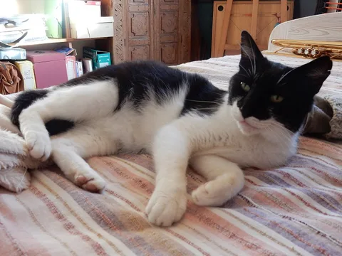 Chat trouvé