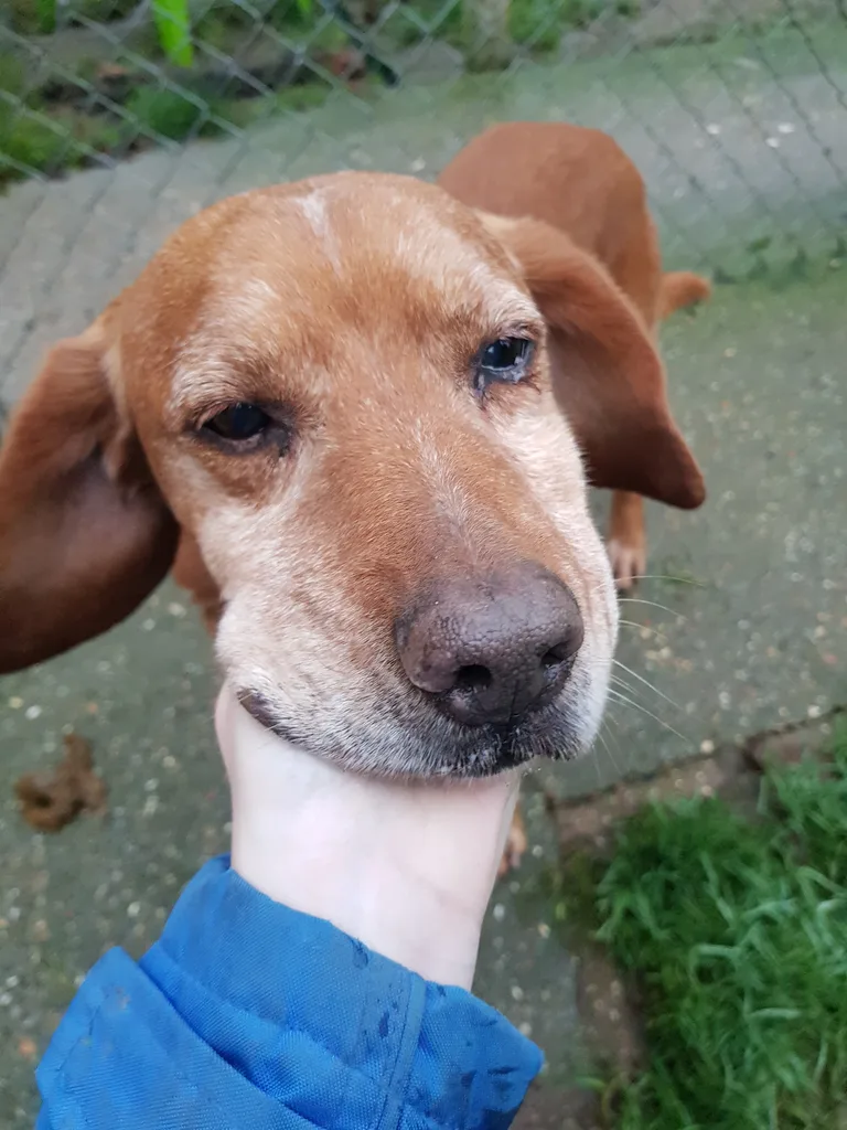 Chien trouvé