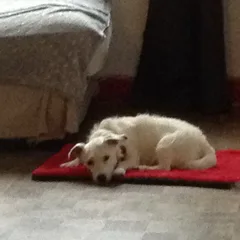 Chien trouvé Parson Jack Russell