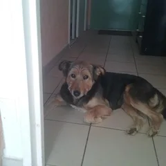 Chien perdu Berger de Picardie