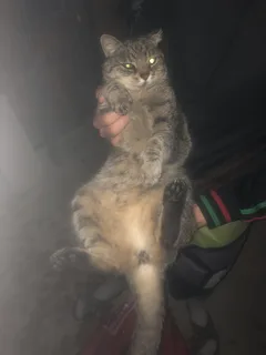 Chat trouvé Chat Sauvage d'Europe