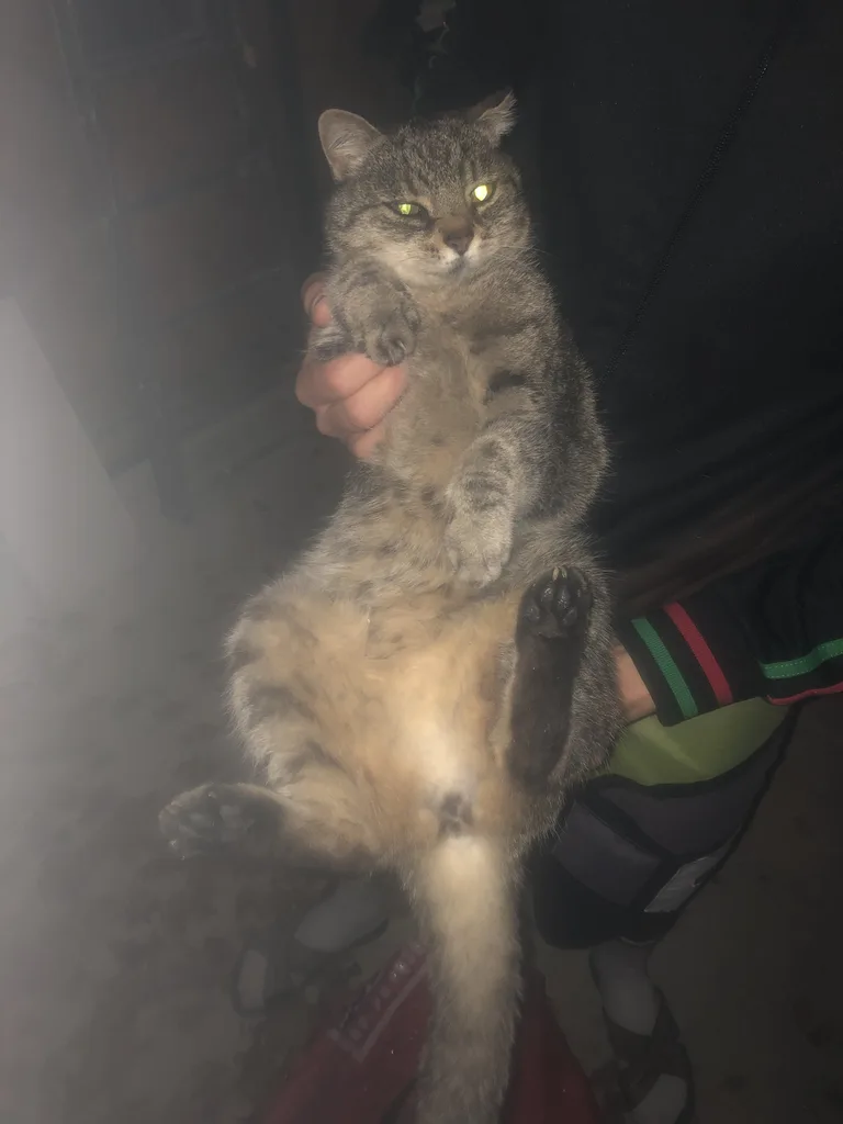 Chat trouvé