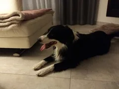 Chien trouvé Border Collie