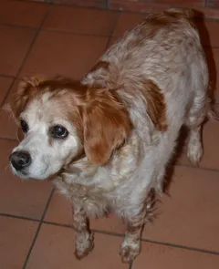 Chien perdu Epagneul Breton