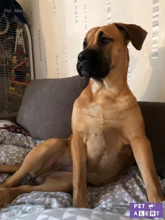Chien perdu Dogo Canario