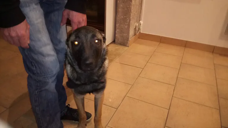 Chien trouvé