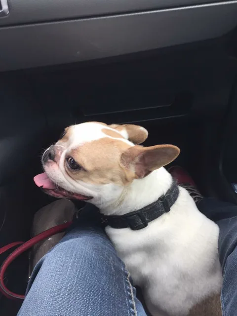 Chien trouvé