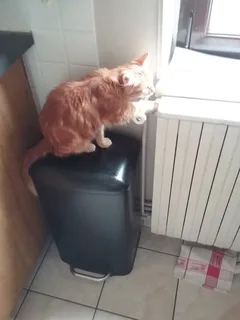 Chat trouvé Européen
