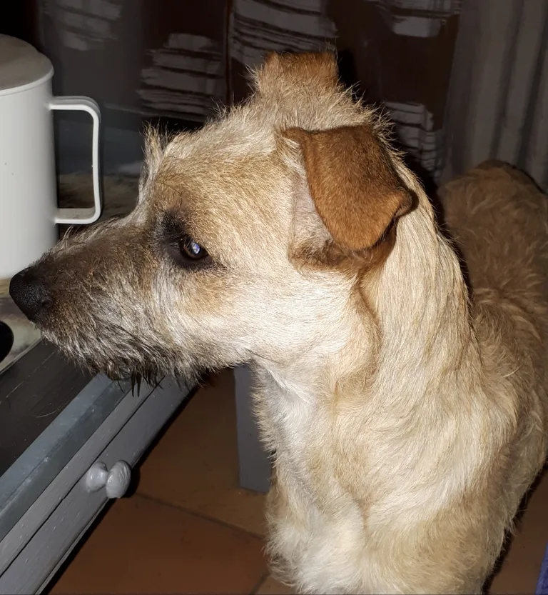 Chien trouvé