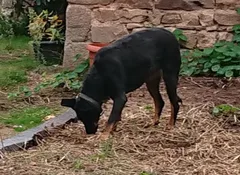 Chien perdu Beauceron