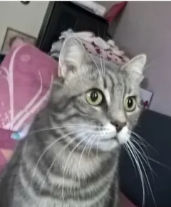 Chat perdu Européen