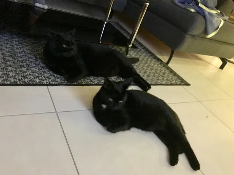 Mushu et Mistik