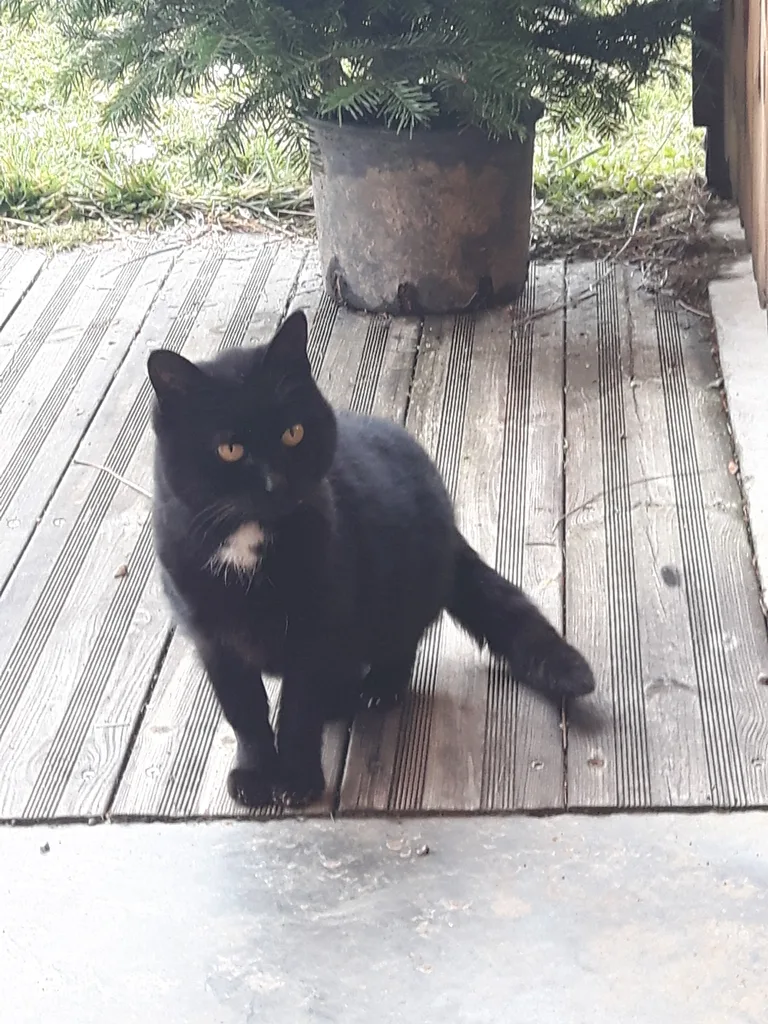 Chat trouvé