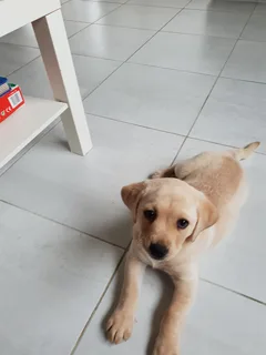 Chien perdu Labrador-Retriever