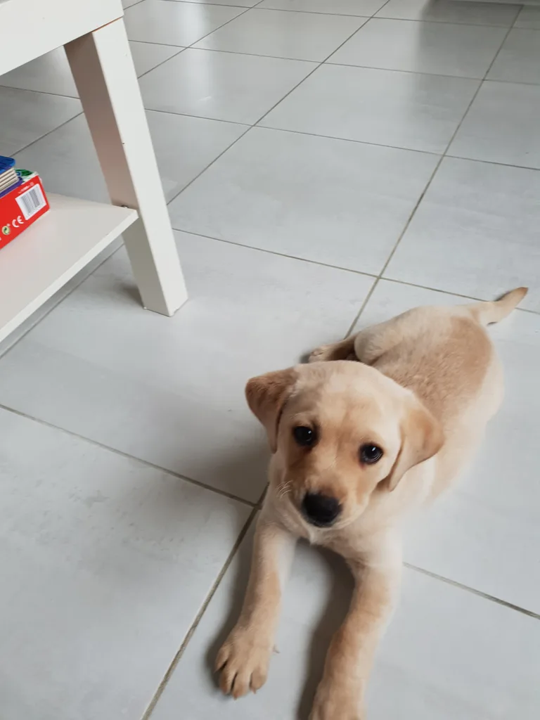 Perla