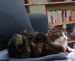Chat perdu Européen