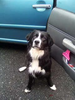 Chien perdu Border Collie