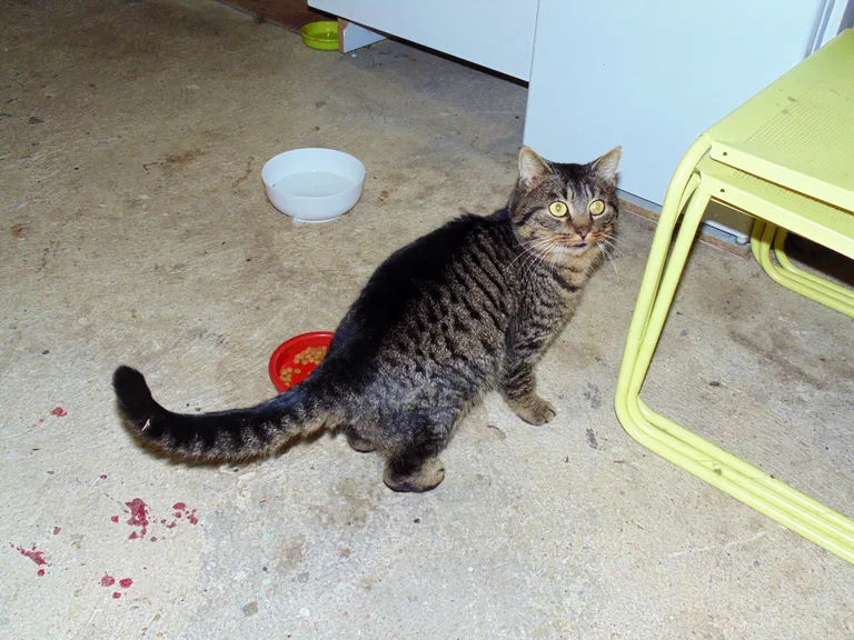 Chat trouvé