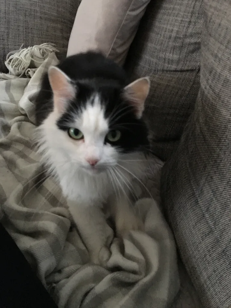 Chat trouvé