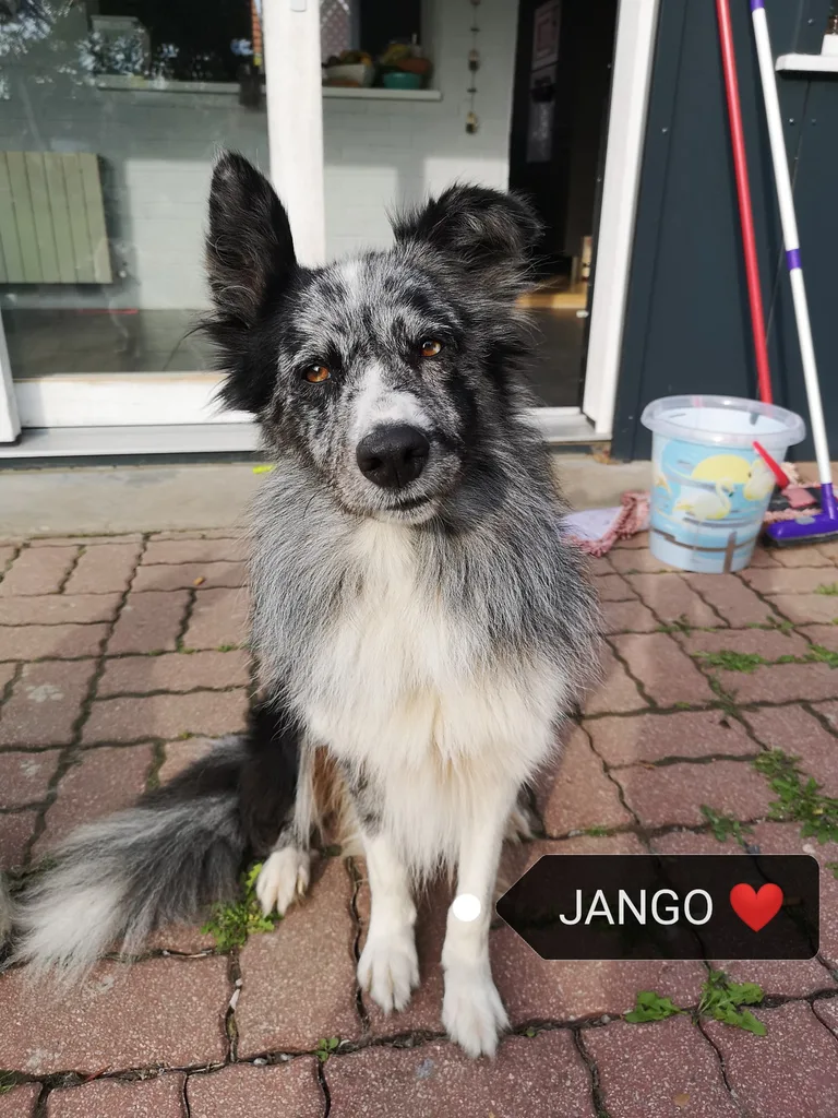 Jango