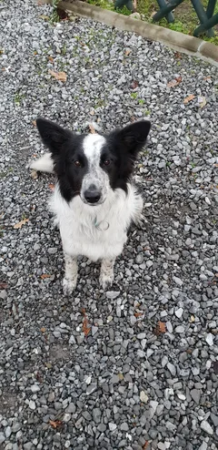 Chien trouvé Border Collie