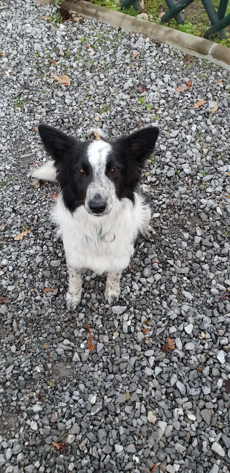 Chien trouvé
