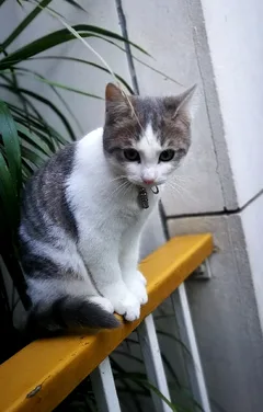 Chat perdu Européen