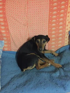 Chien perdu Jagdterrier