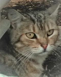 Chat perdu Européen