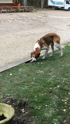 Chien trouvé Poitevin