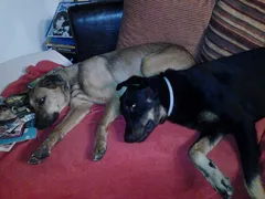 Chien perdu Berger Belge Malinois