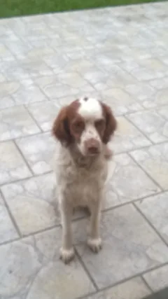 Chien perdu Epagneul Breton