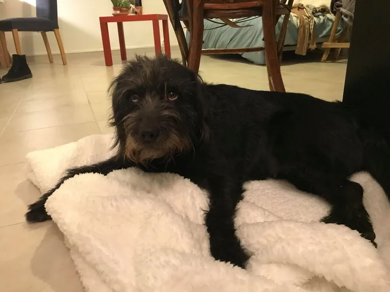 Chien trouvé