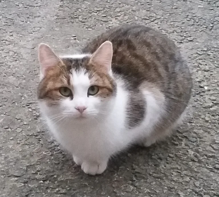 Chat trouvé