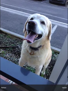 Chien trouvé Golden-Retriever