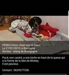 Chien perdu Braque d'Auvergne