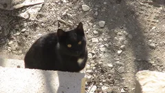 Chat trouvé Européen