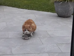 Chat trouvé Européen