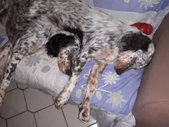 Chien perdu Setter Anglais