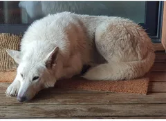 Chien trouvé Berger Blanc Suisse