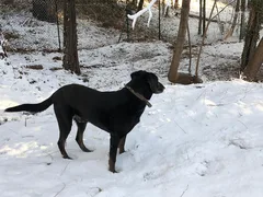 Chien perdu Beauceron