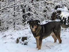 Chien perdu Rottweiler