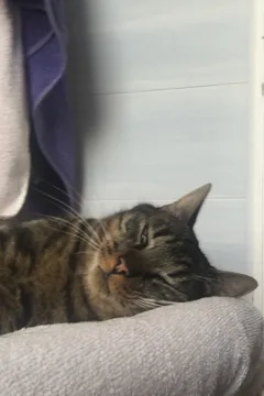 Chat perdu Chat Tigre