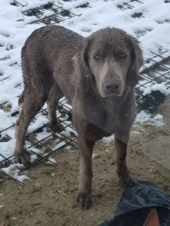 Chien trouvé Braque de Weimar