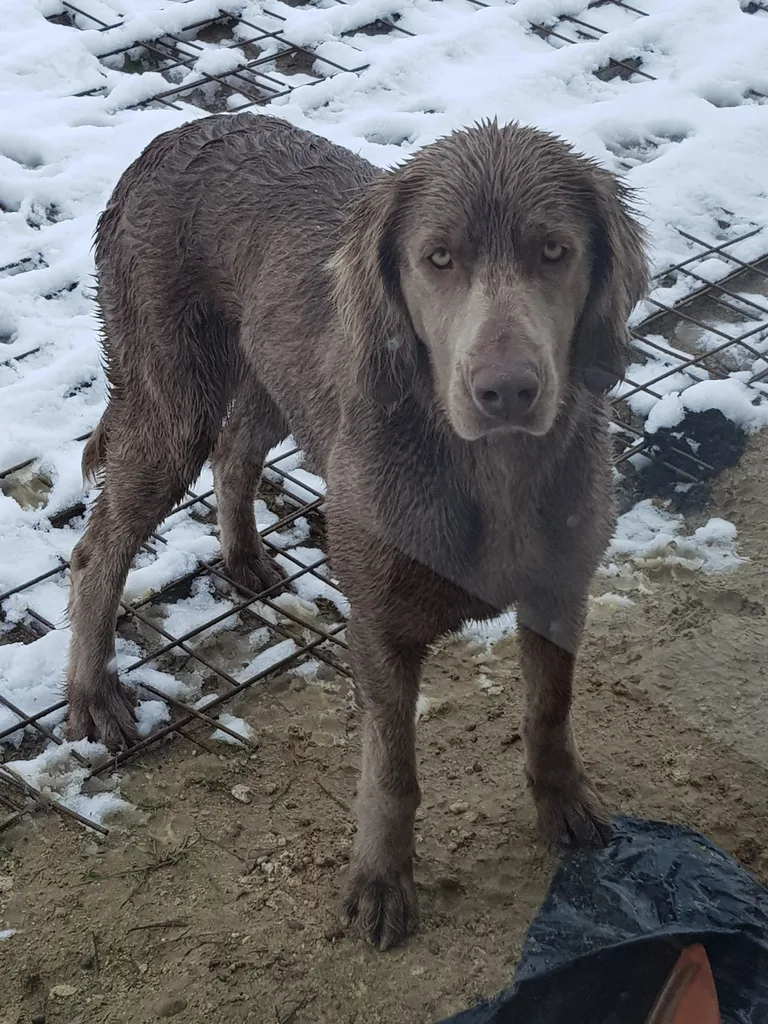 Chien trouvé