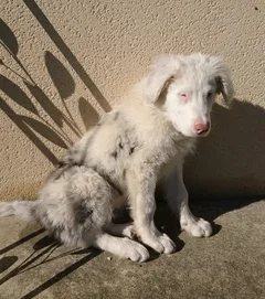Chien perdu Border Collie