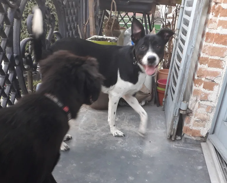 Chien trouvé