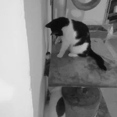 Chat perdu Sans race particulière